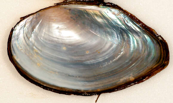 Image of duck mussel