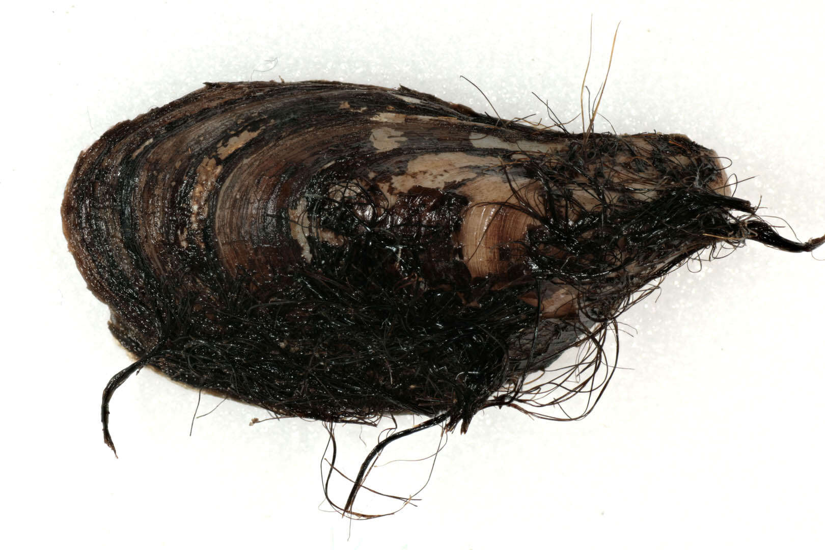 Image of Dreissenoidea Gray 1840