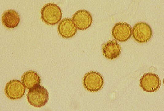 Image de Hypomyces chrysospermus Tul. & C. Tul. 1860