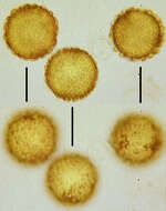 Image of Hypomyces chrysospermus Tul. & C. Tul. 1860