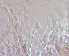 صورة Phlebia livida (Pers.) Bres. 1897