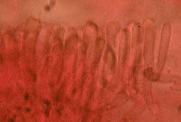 صورة Phlebia livida (Pers.) Bres. 1897