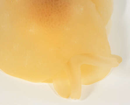 Image of yellow-plumed sea slug