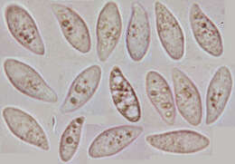 Image of Typhula fistulosa (Holmsk.) Olariaga 2013