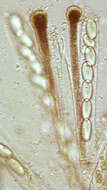 Image of Cheilymenia granulata (Bull.) J. Moravec 1990