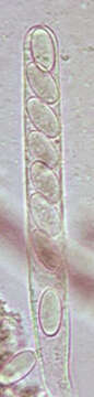 Image of Cheilymenia granulata (Bull.) J. Moravec 1990