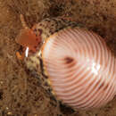 Image of Trivia monacha (da Costa 1778)