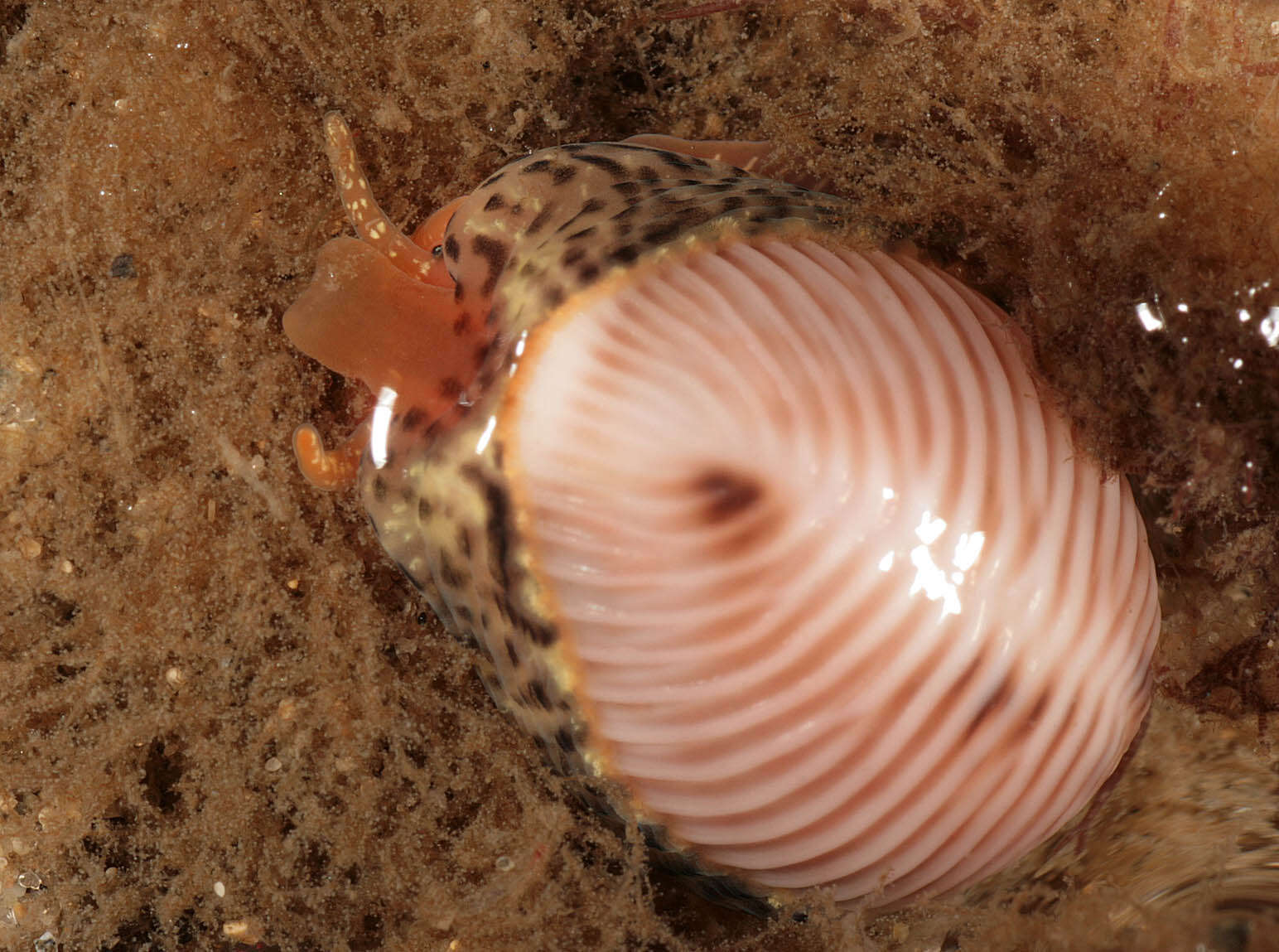 Image of European cowrie