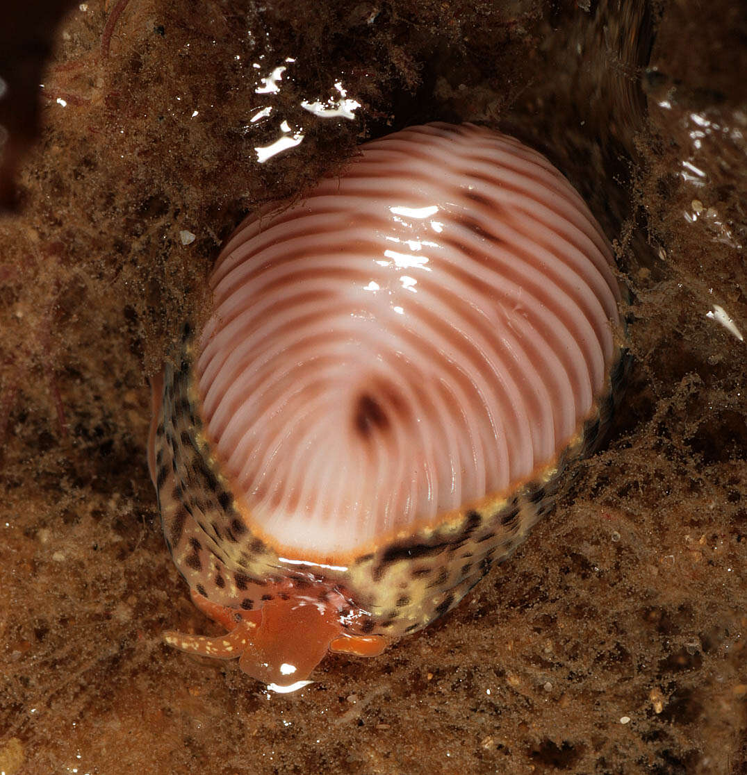 Image of European cowrie