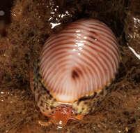 Image of European cowrie