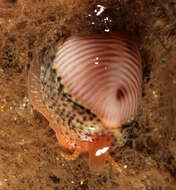 Image of European cowrie