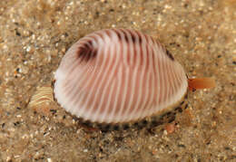 Image of European cowrie