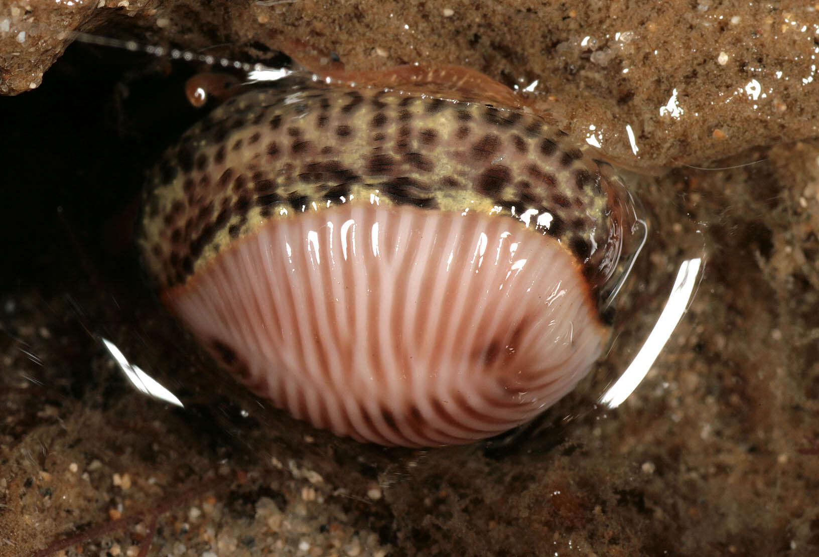 Image of European cowrie