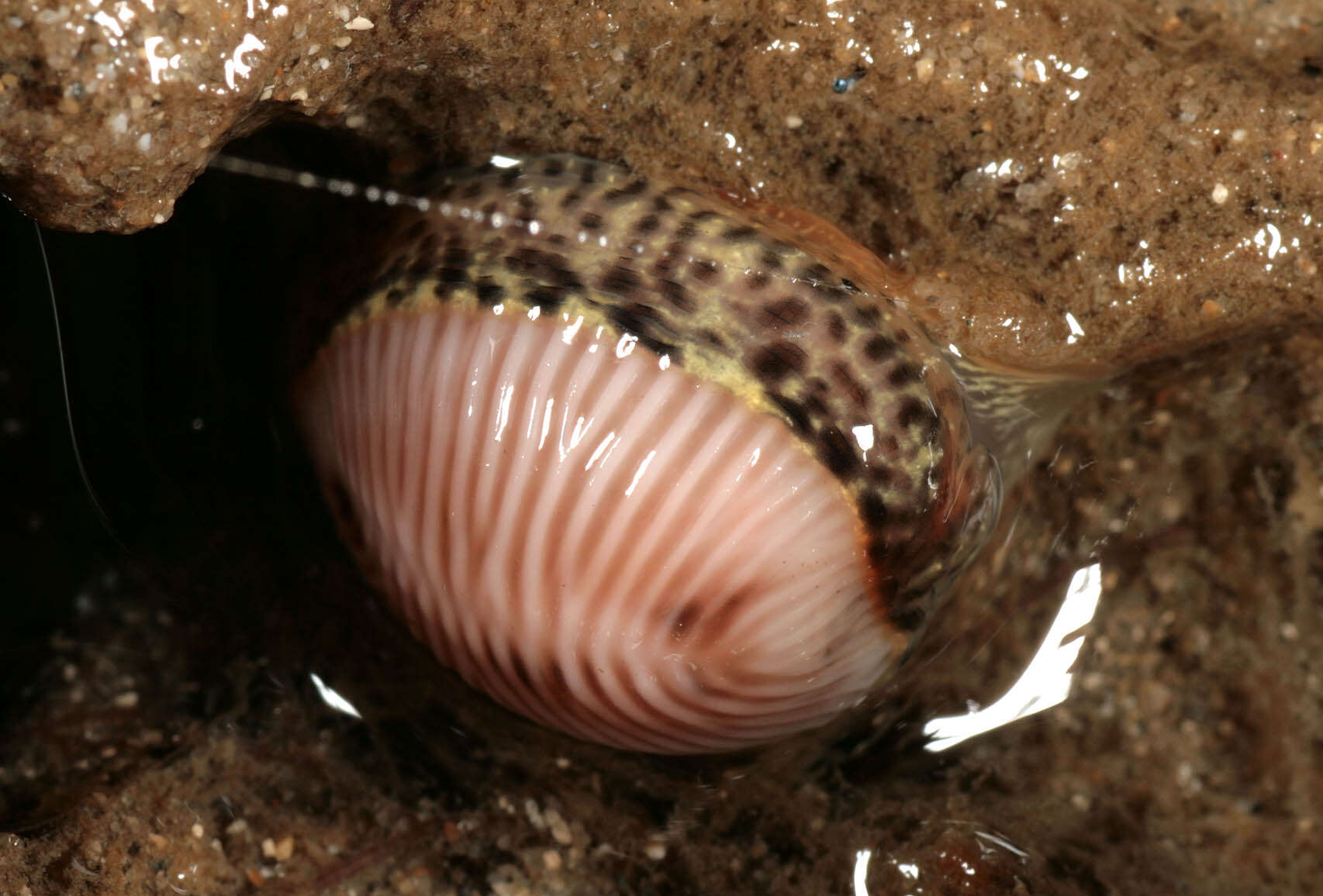 Image of European cowrie