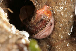 Image of European cowrie