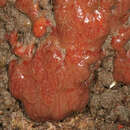 Image of colonial sesquirt
