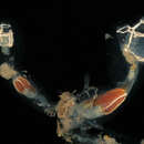 Image of Light bulb tunicate