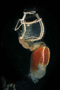 Image of Light-bulb sea squirt