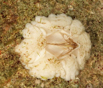 Image of Crenate barnacle