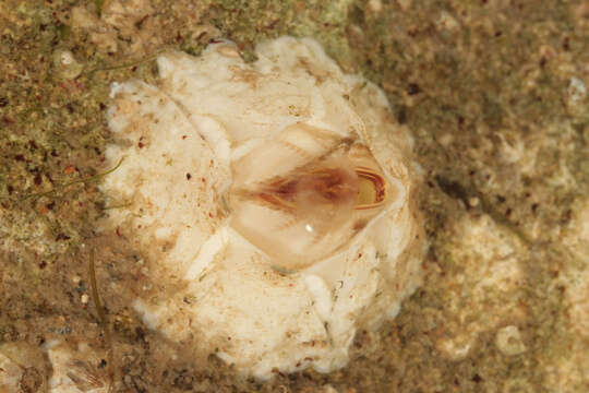 Image of Crenate barnacle