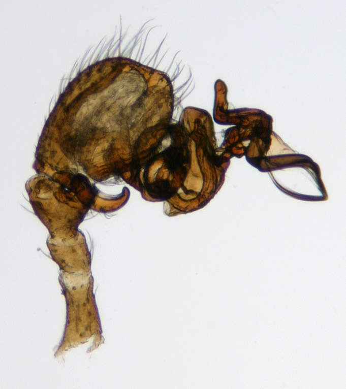 Image of Gongylidium rufipes (Linnaeus 1758)