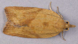 Image of Light brown apple moth