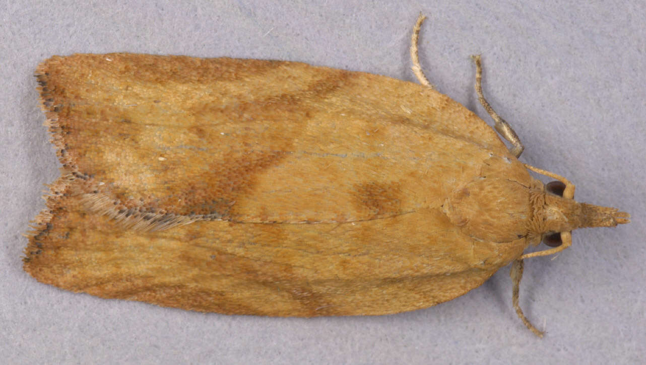 Image of Light brown apple moth