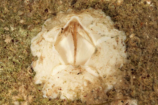 Image of Crenate barnacle