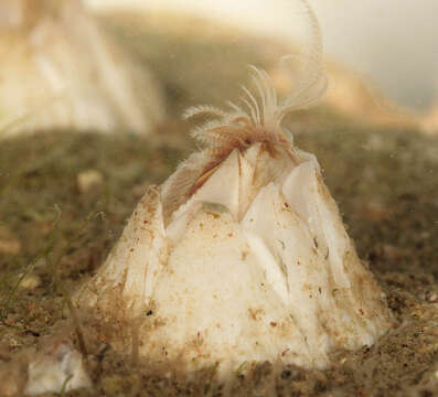 Image of Crenate barnacle