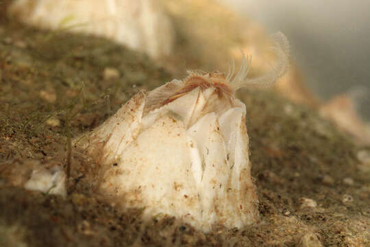 Image of Crenate barnacle