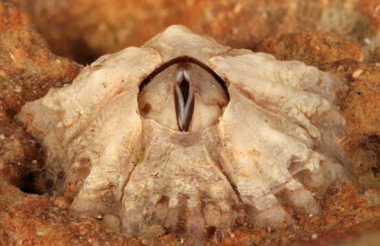 Image of Montagu's stellate barnacle