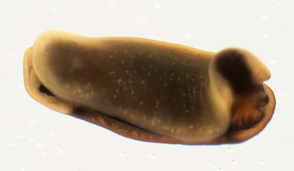 Image of Runcina coronata (Quatrefages 1844)