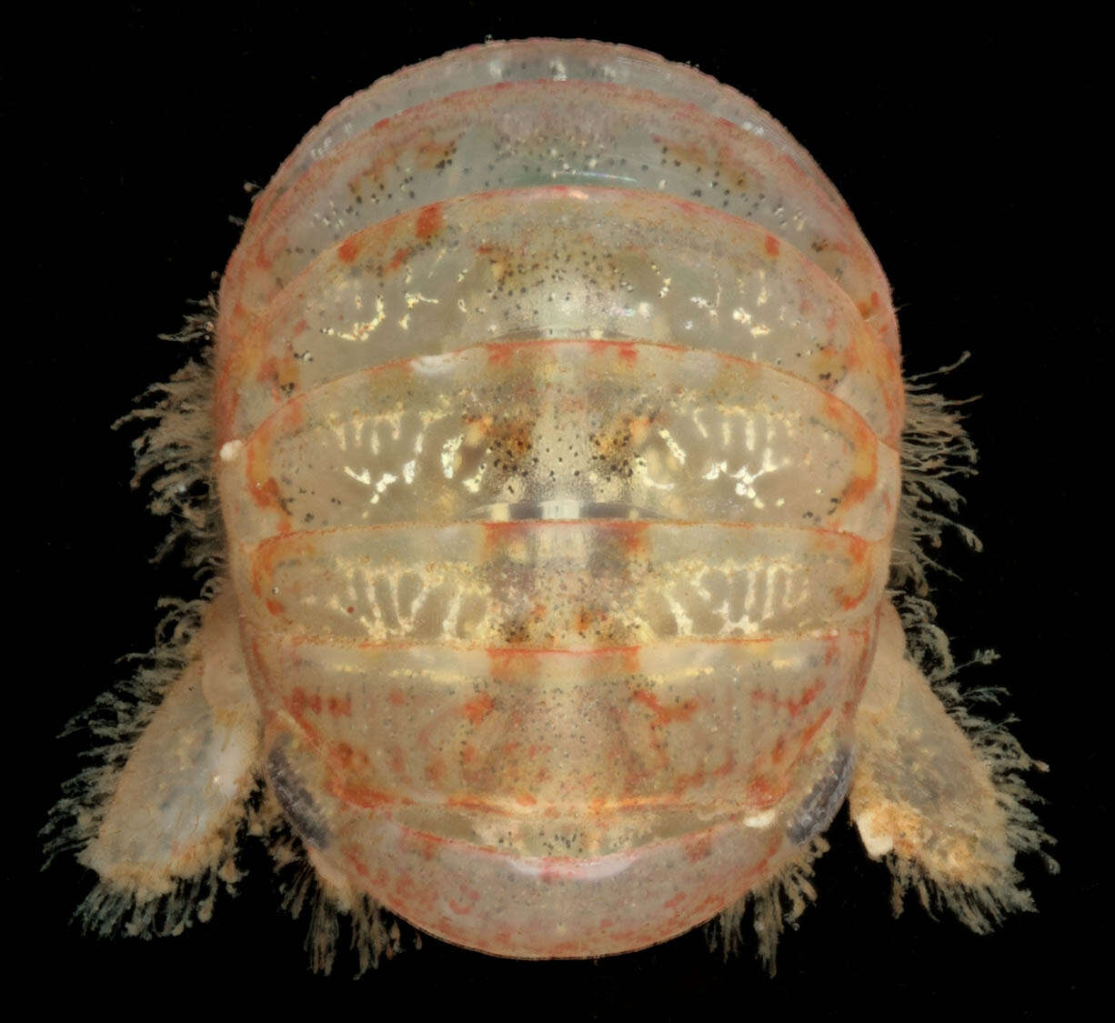 Image of Cymodoce Leach 1814