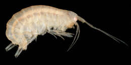 Image of Nuuanuidae Lowry & Myers 2013