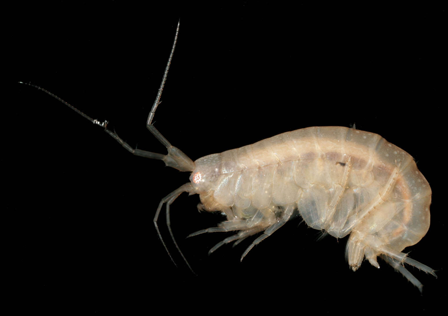 Image of Nuuanuidae Lowry & Myers 2013