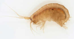 Image of Nuuanuidae Lowry & Myers 2013