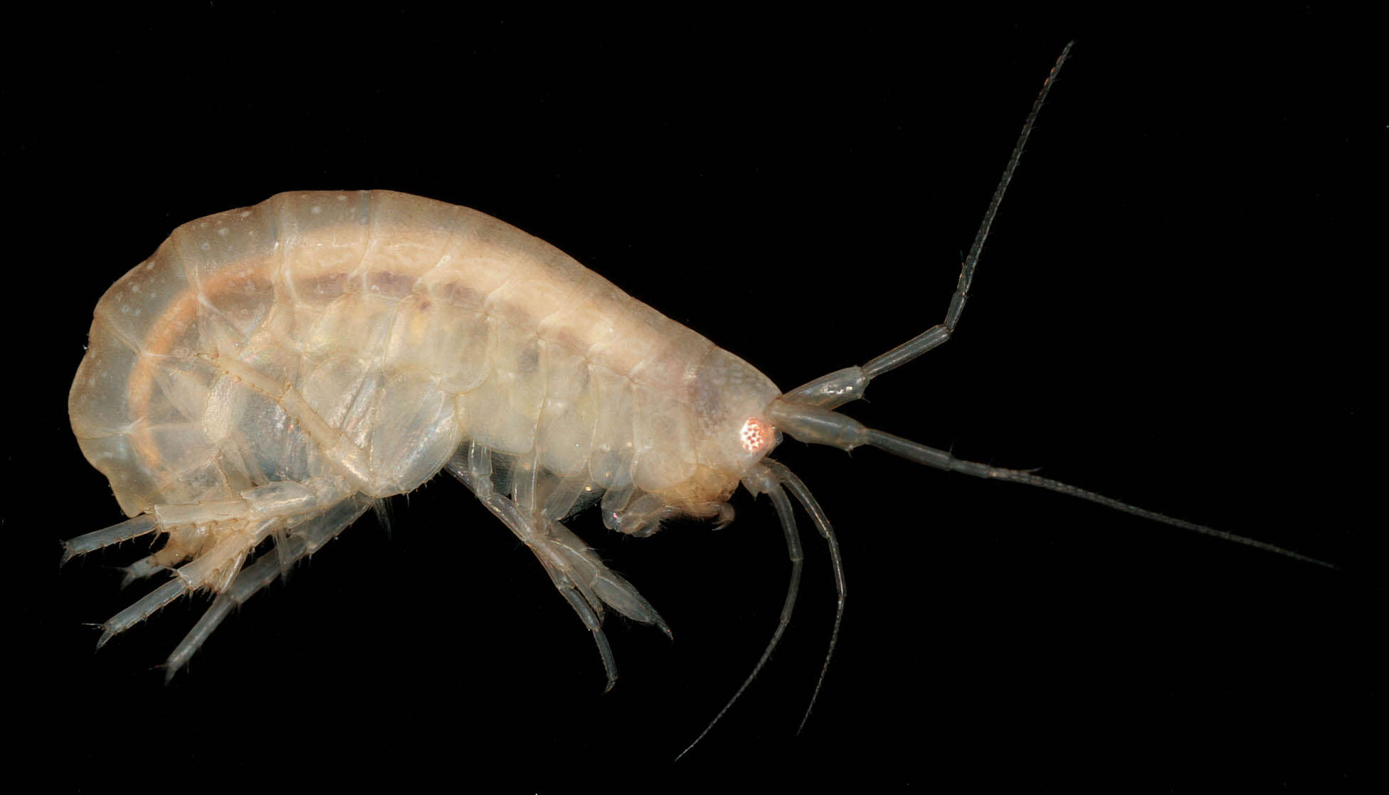 Image of Nuuanuidae Lowry & Myers 2013