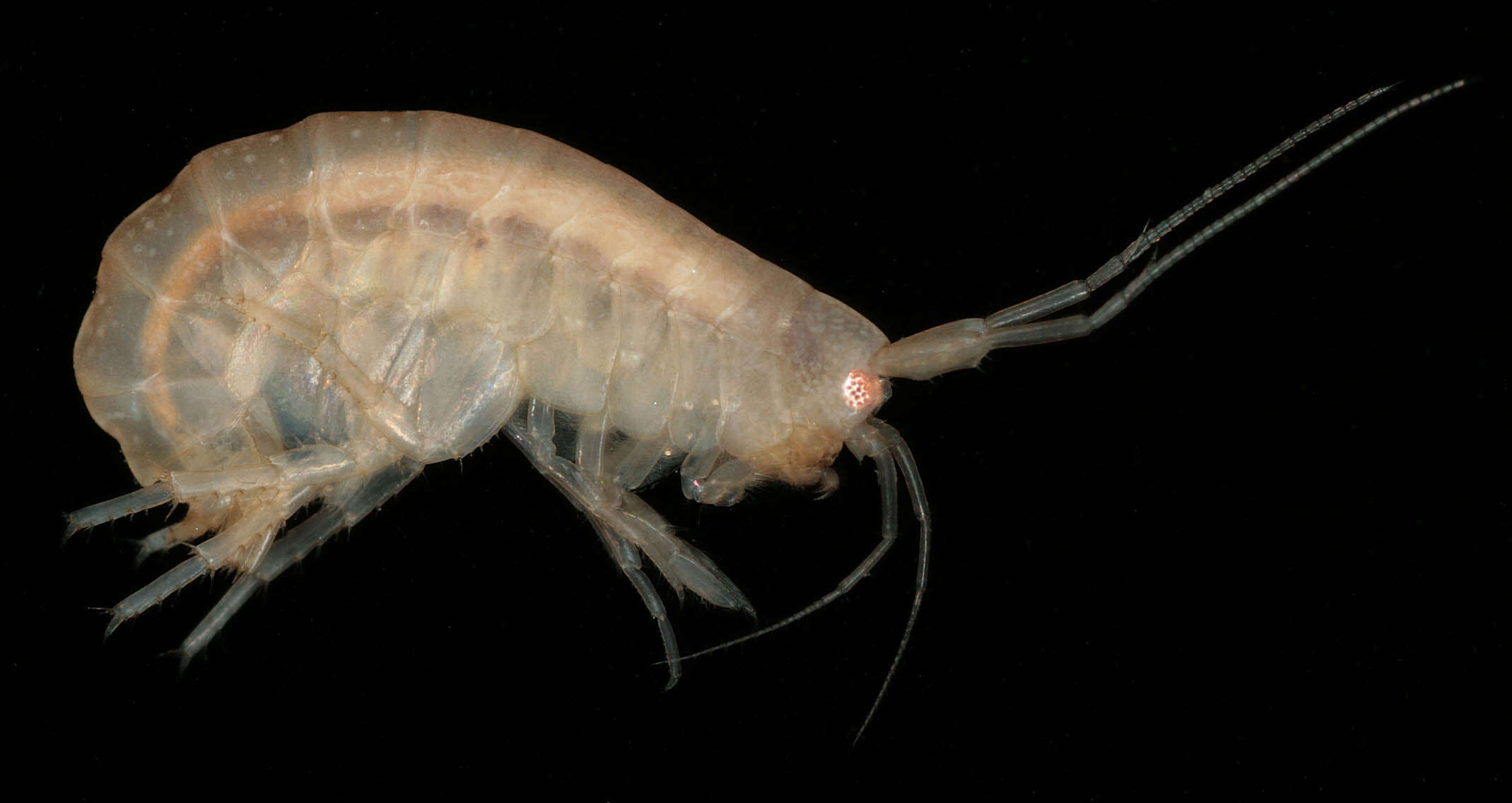 Image of Nuuanuidae Lowry & Myers 2013