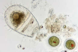 Image of rhizarians