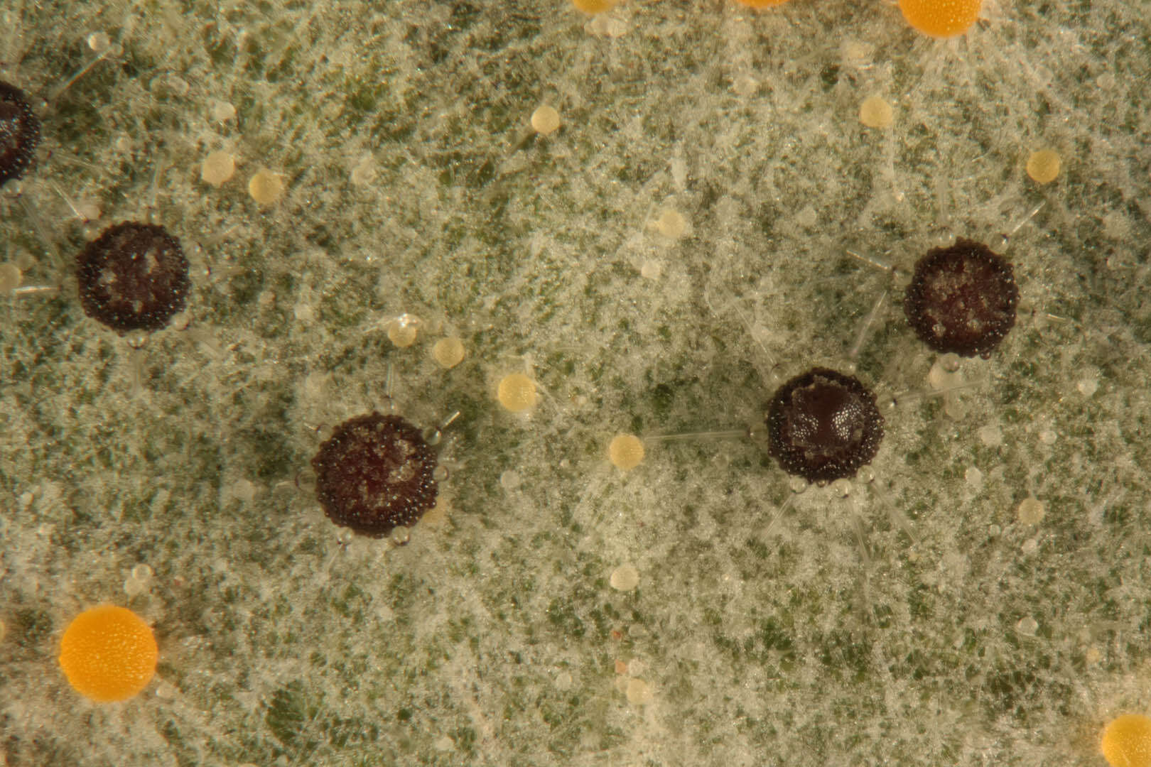 Image de Phyllactinia