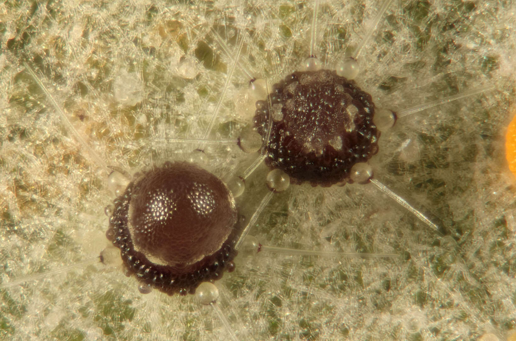 Image de Phyllactinia