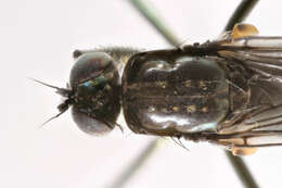 Imagem de Hydrophorus bipunctatus (Lehmann 1822)