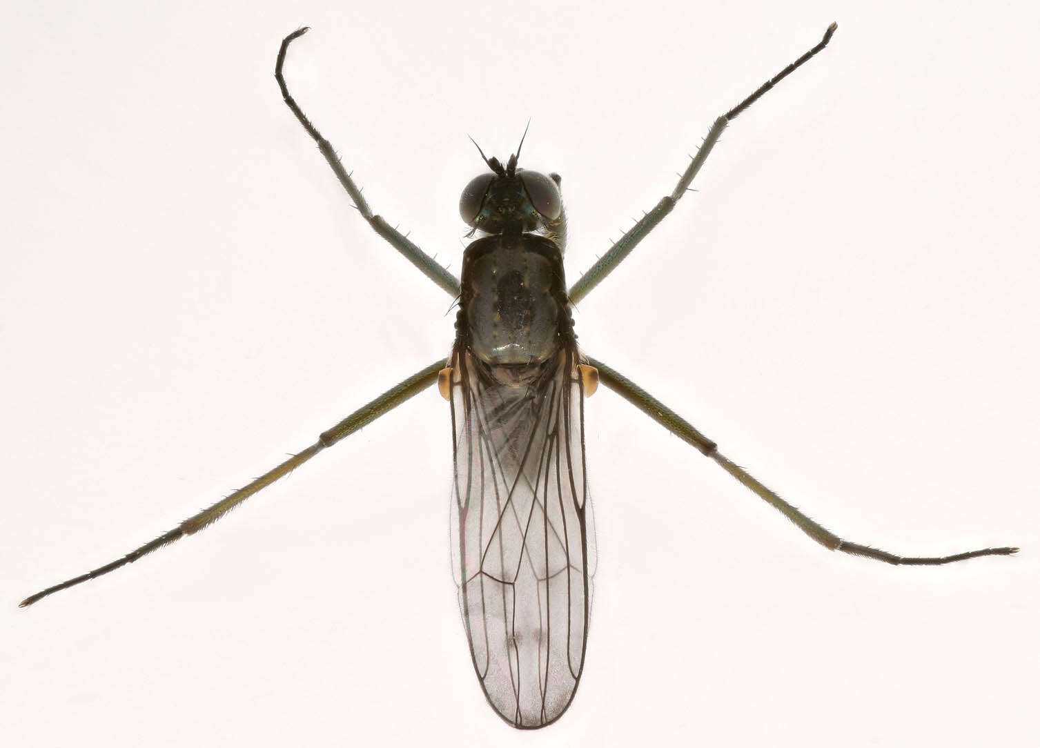 Imagem de Hydrophorus bipunctatus (Lehmann 1822)