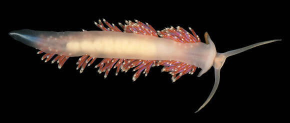 Image of slender facelina