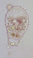 Слика од Euglypha ciliata (Ehrenberg 1848)