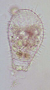 Image of Euglypha ciliata (Ehrenberg 1848)