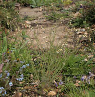 Image of Mouse-ear Cress