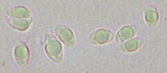 Clavulinopsis luteoalba (Rea) Corner 1950 resmi