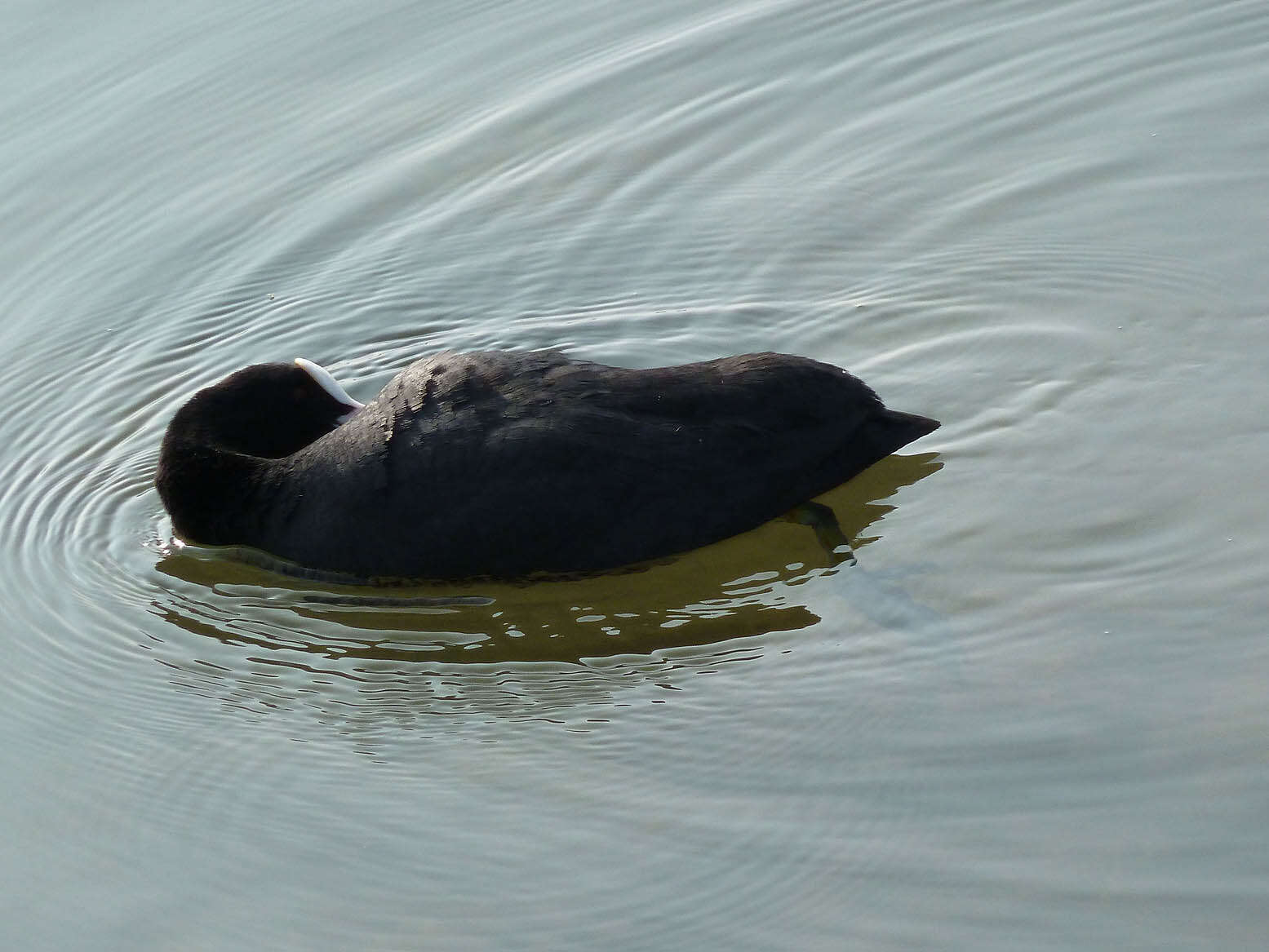 Image of Common Coot