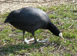 Image of Common Coot